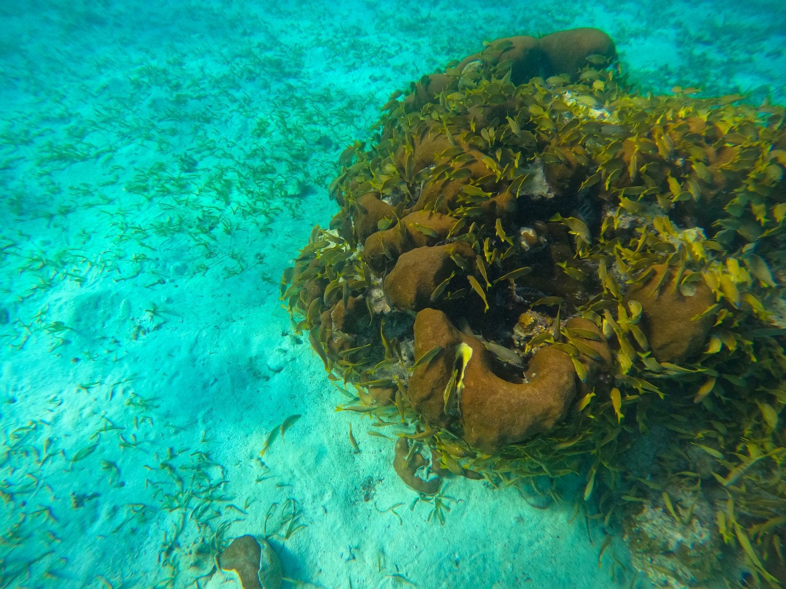 Coral formation surrounded by small fish in the clear turquoise water of the Belize Barrier Reef