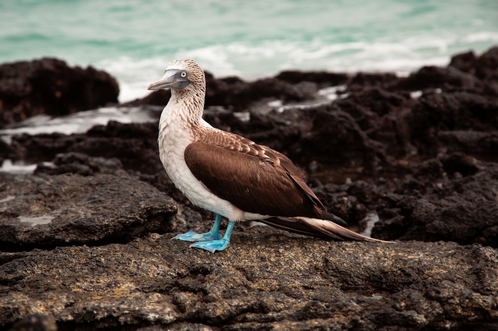 A blue-footed booby stands on volcanic rock in the Galápagos, turquoise sea behind it
