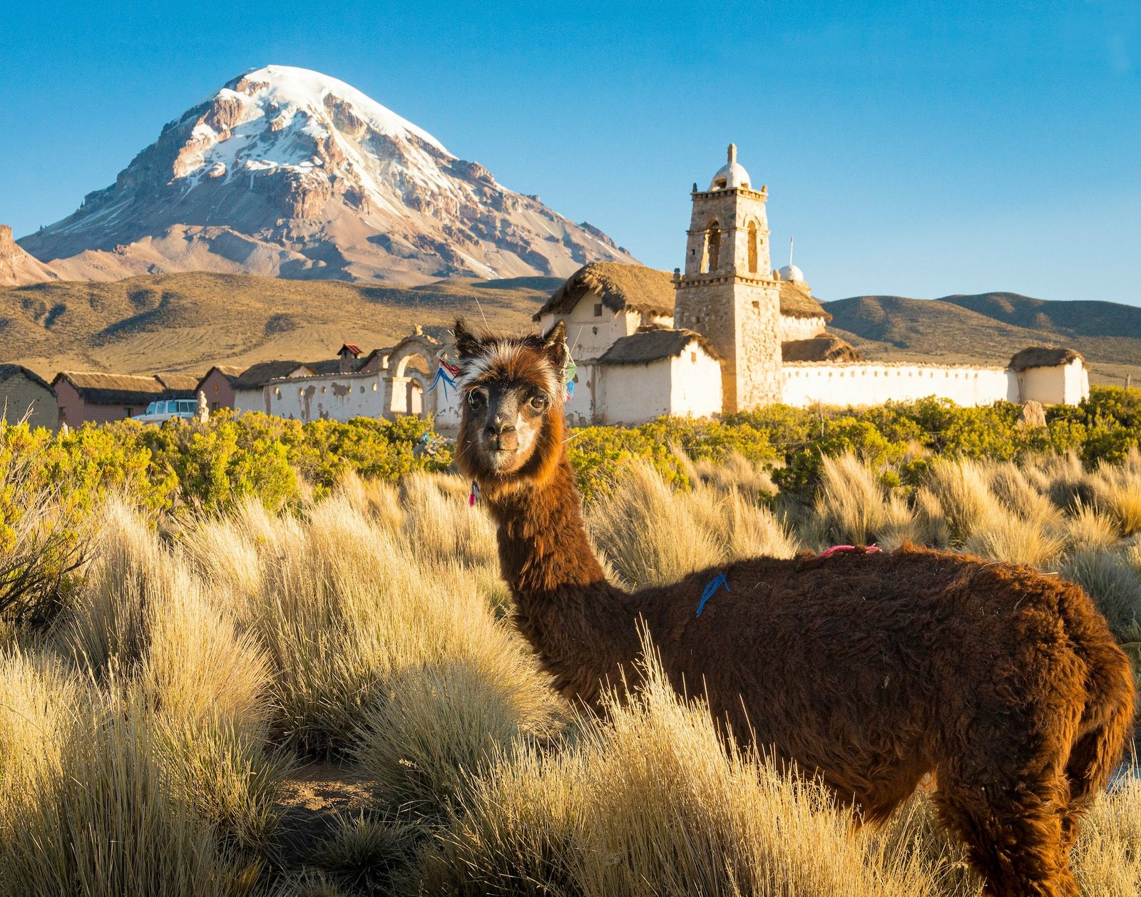 Alpaca in front of a colonial church with Sajama volcano behind, Bolivia