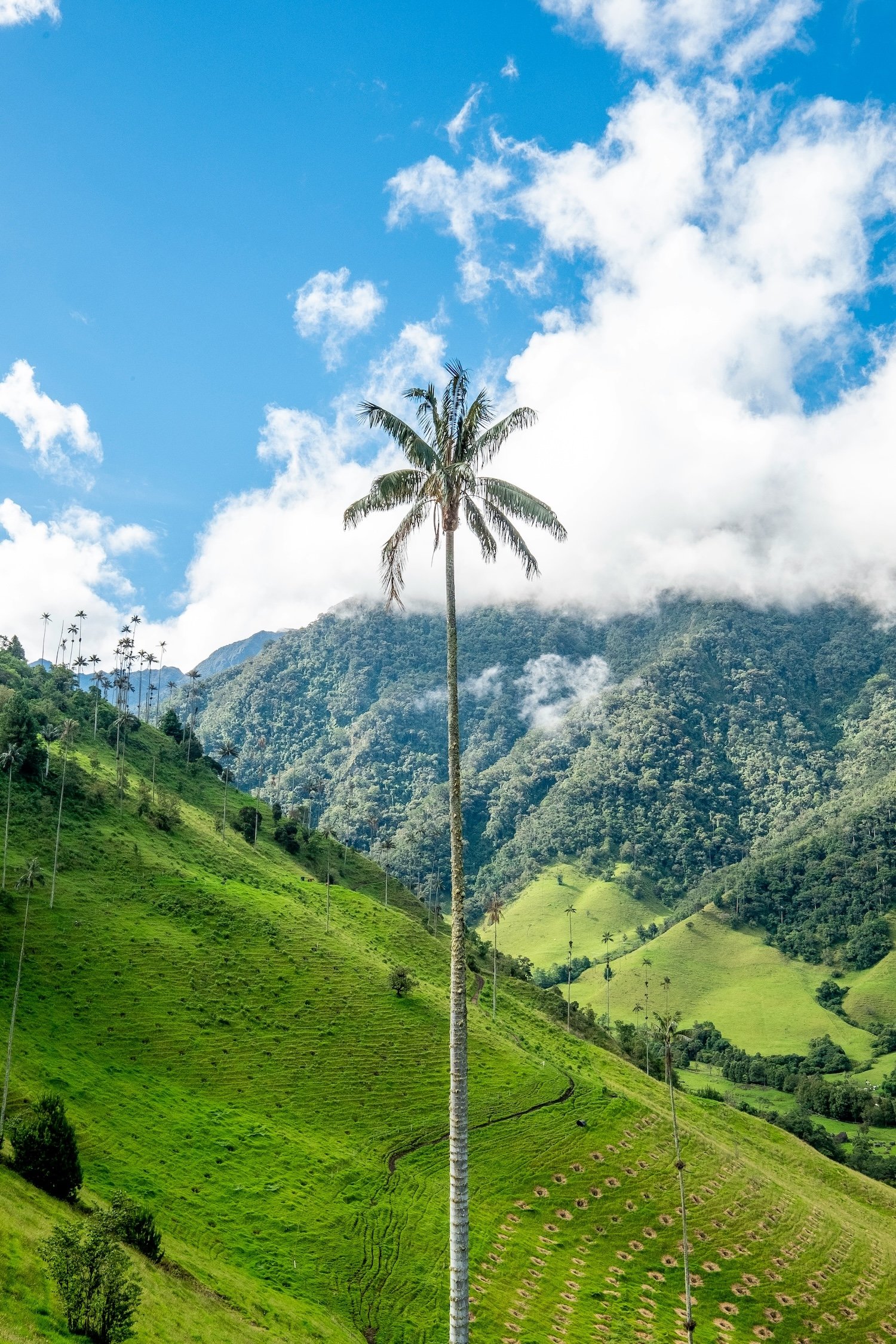 Towering wax palms in the Valle de Cocora, Colombia's coffee region