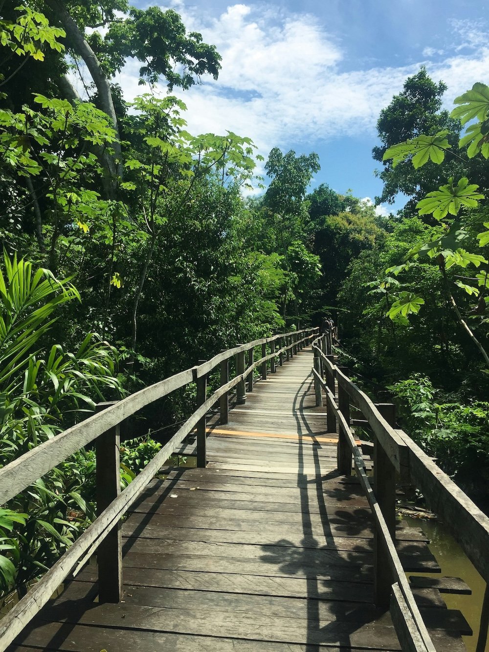 A wooden boardwalk winds through the lush rainforest canopy under a bright tropical sky