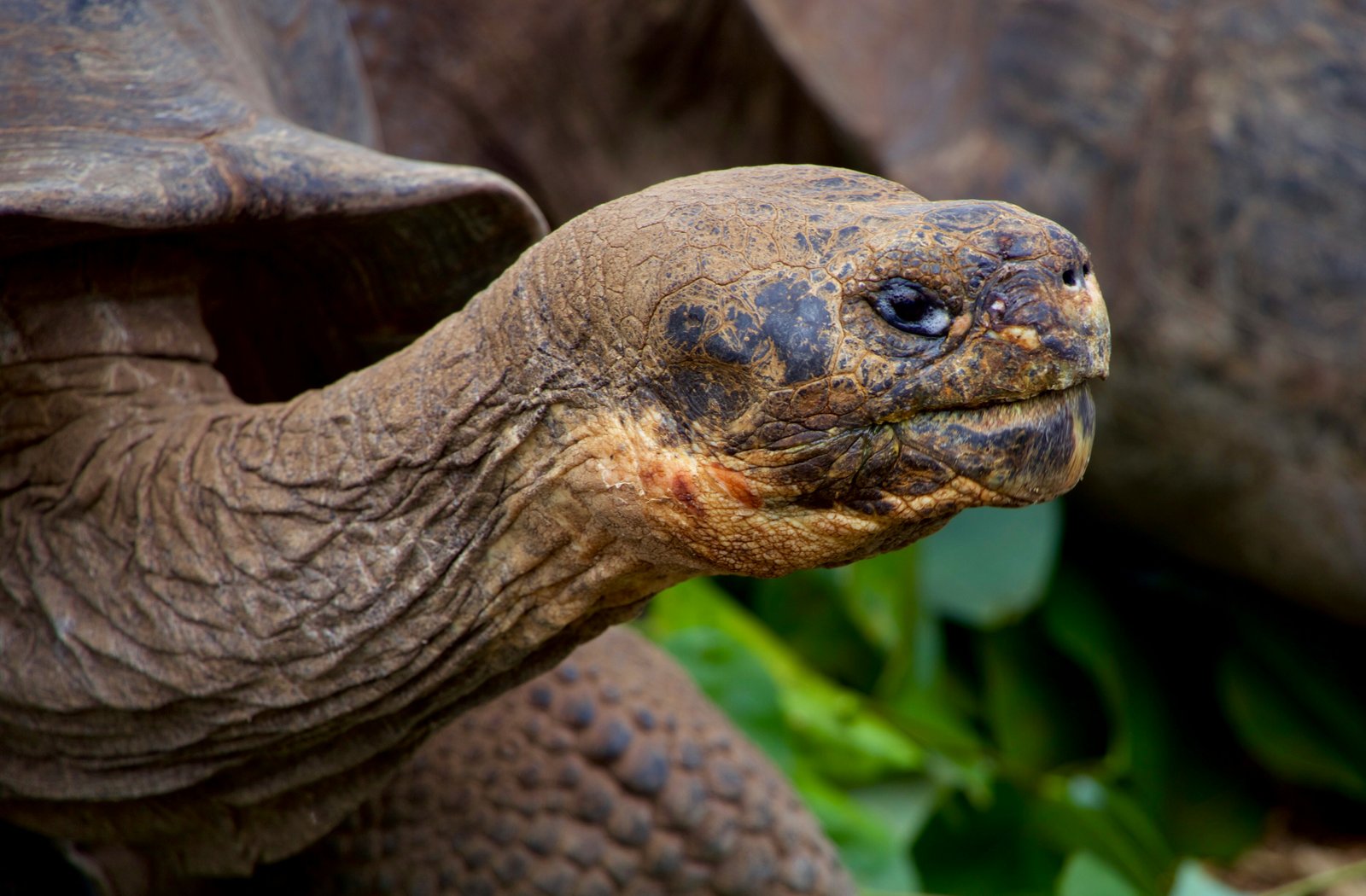Giant tortoise in Galapagos Islands, Ecuador