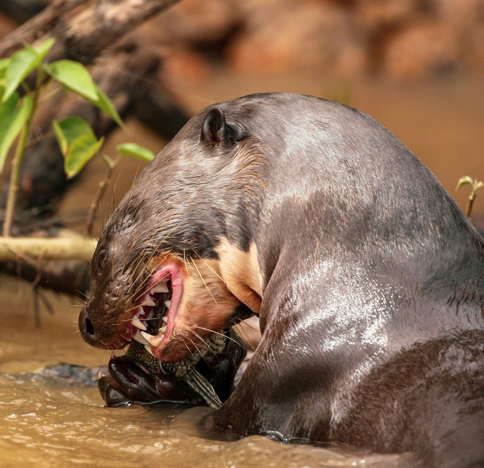 A giant river otter grips a fish at the water&rsquo;s edge in the Amazon