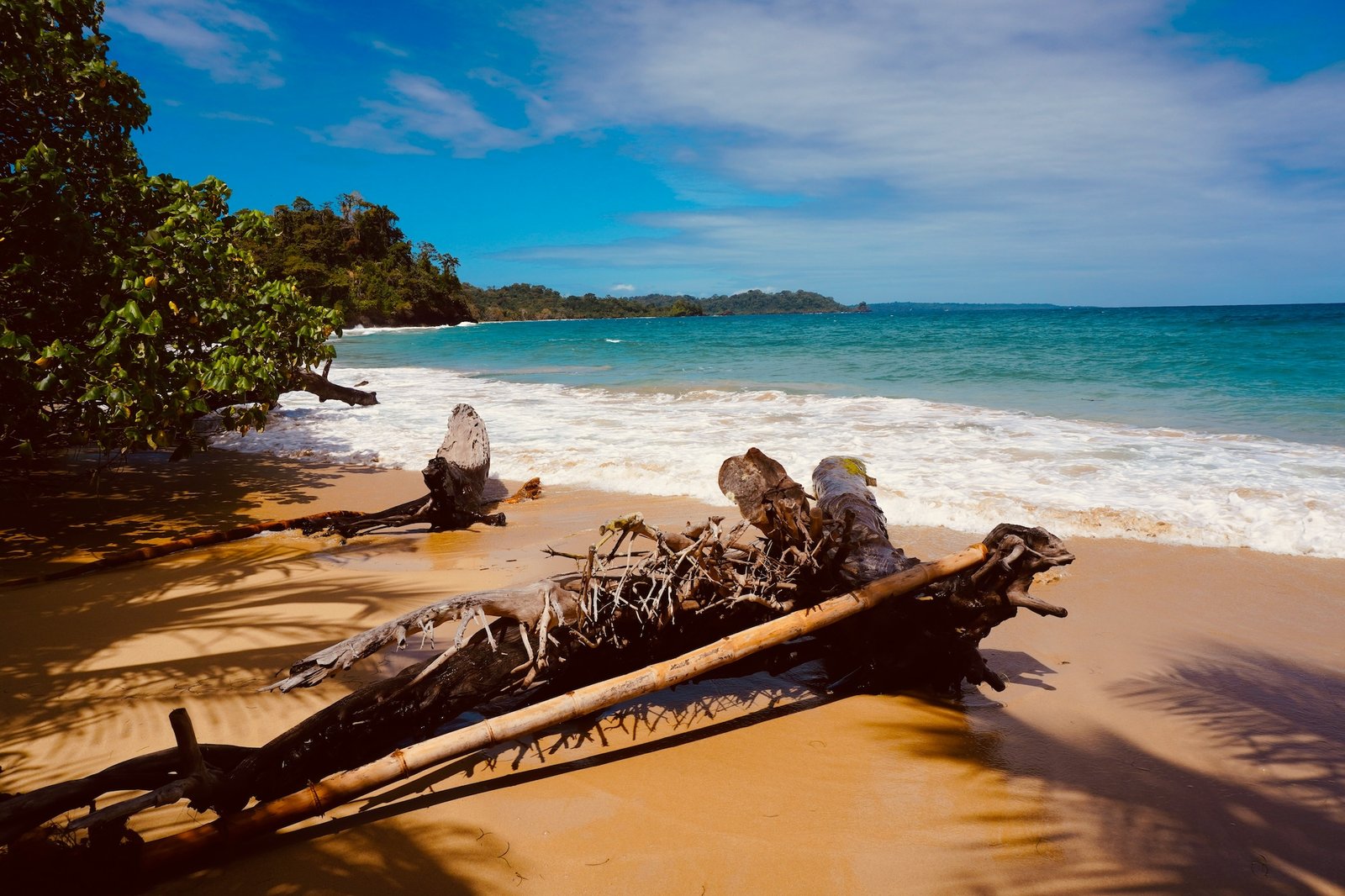 Wild Caribbean beach with driftwood and turquoise water, Bocas del Toro, Panama