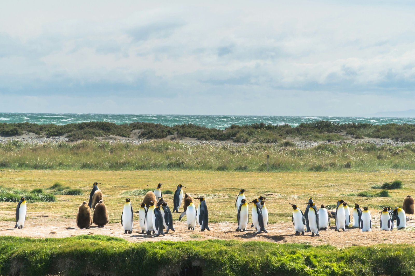A colony of king penguins gathered on the Patagonian coast, with choppy green sea behind them