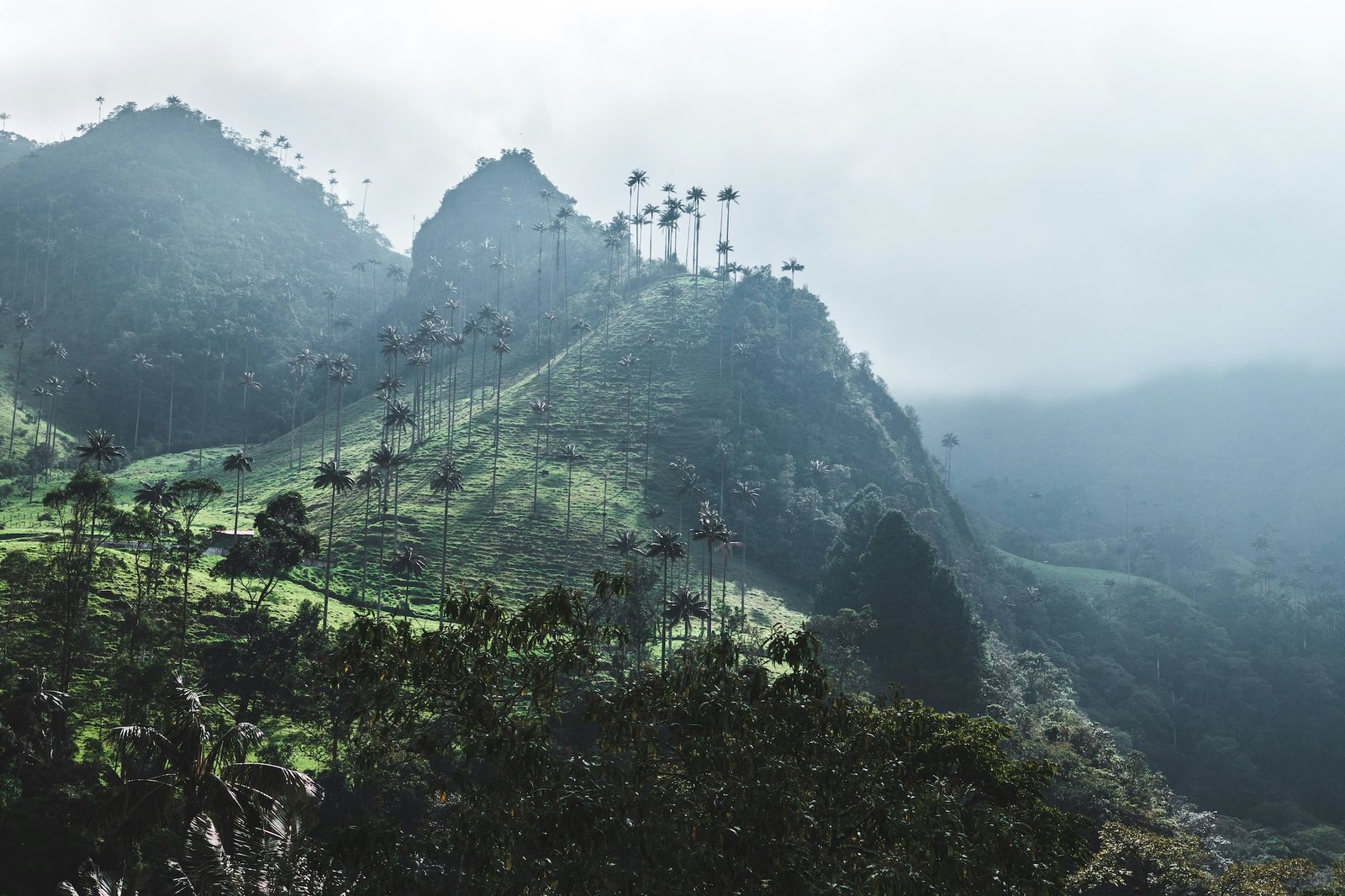 Towering wax palms rise through mountain mist above the green hills of Colombia's coffee region