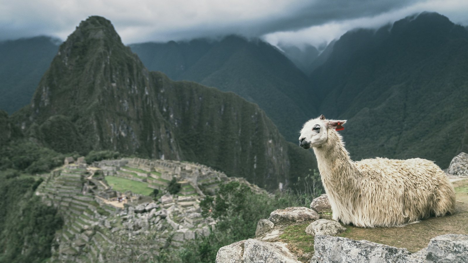 A llama rests on a stone ledge overlooking the terraced ruins of Machu Picchu
